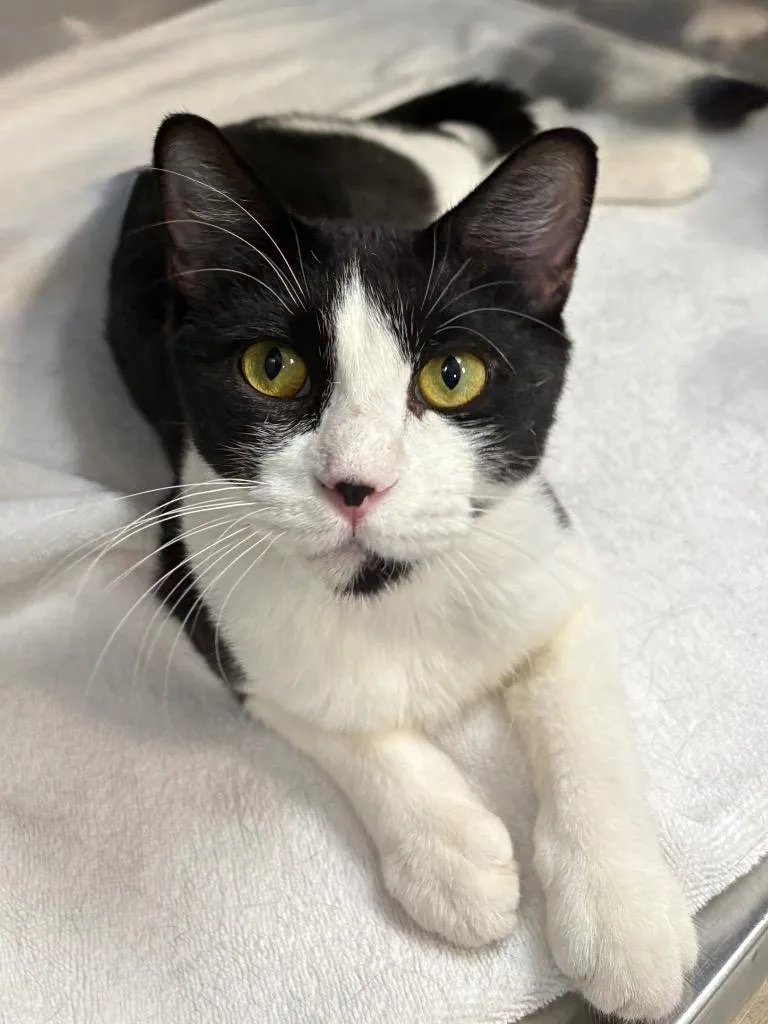 A young small-sized female Domestic Short Hair cat named Catherine for adoption in Little Rock, AR