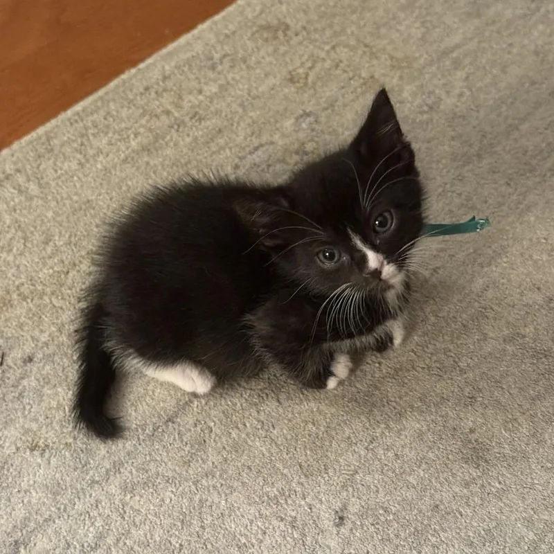 A baby small-sized male Black Domestic Short Hair cat named Gingerbread Man for adoption in Austin, TX