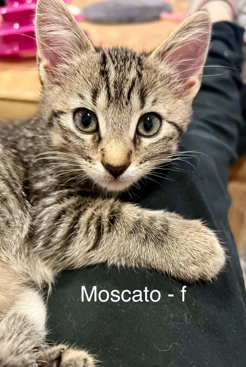 A baby small-sized female Domestic Short Hair cat named Moscato for adoption in Saint Charles, MO