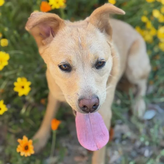 A young medium-sized female Labrador Retriever dog named Trudy for adoption in San Diego, CA
