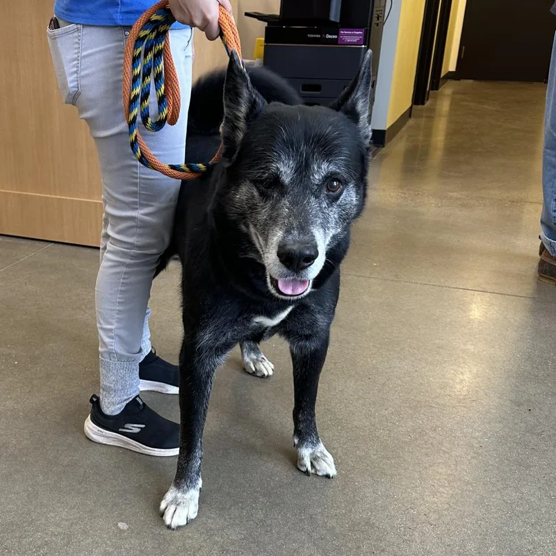 A senior large-sized male Mixed Breed dog named Busch for adoption in York, PA