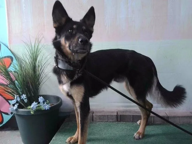 A young large-sized male German Shepherd Dog dog named Lancelot for adoption in Baldwin Park, CA