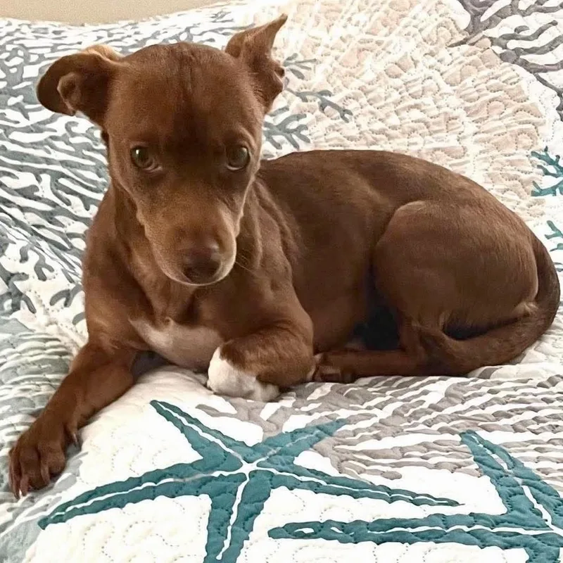 An adult small-sized female American Staffordshire Terrier dog named Pebbles for adoption in Long Island City, NY