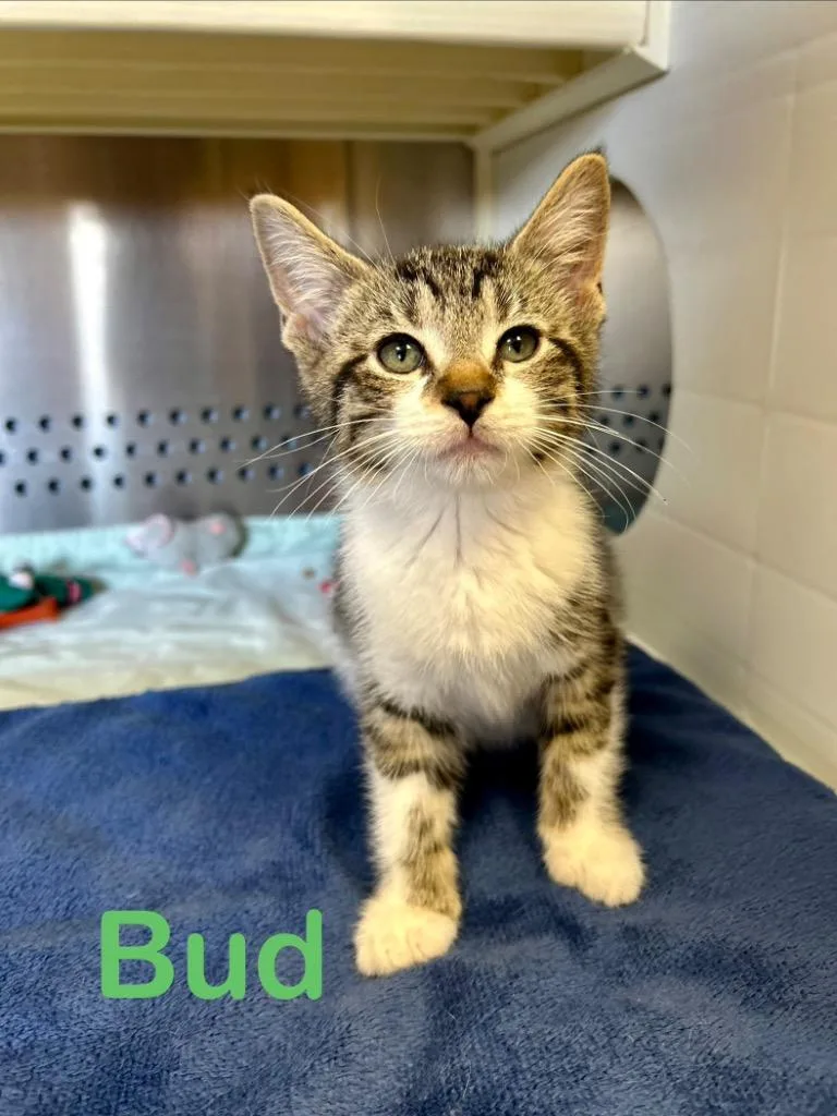Bud