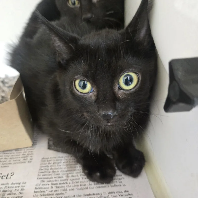 A baby medium-sized female Black Domestic Short Hair cat named Luna for adoption in Phoenixville, PA