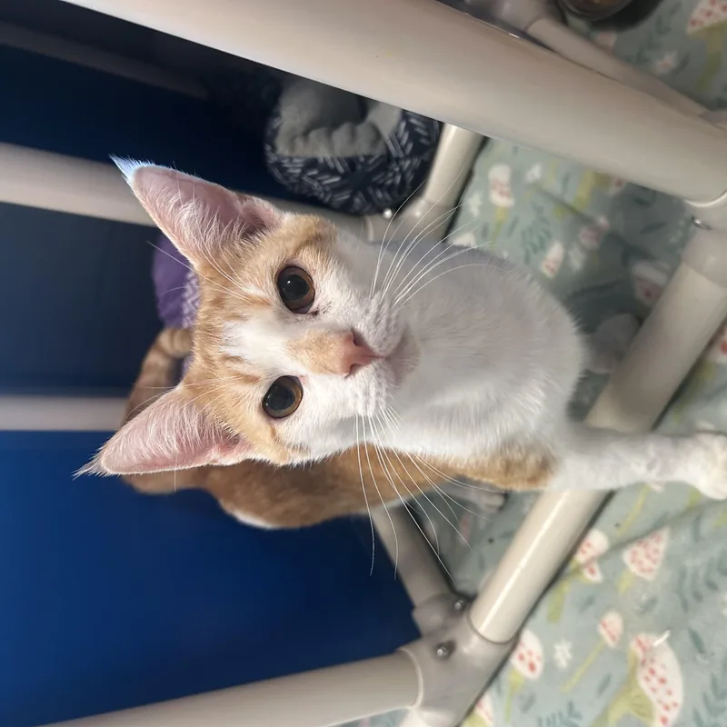 An adult medium-sized male Orange & White Domestic Short Hair cat named Diego for adoption in Gainesville, TX