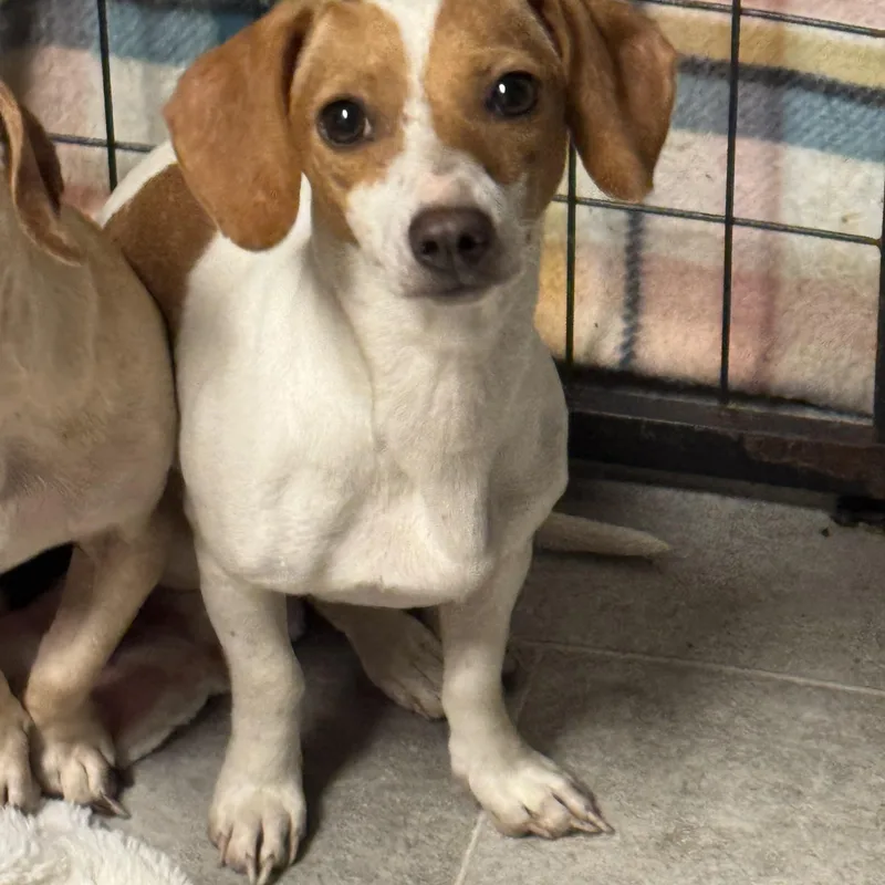 Gretchen thumbnail 3