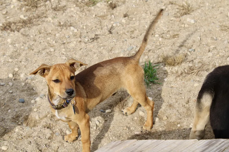 A baby small-sized male Dachshund dog named Garrett for adoption in Waukesha , WI
