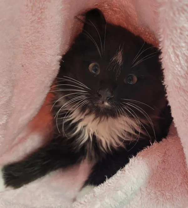 A baby small-sized male Domestic Medium Hair cat named Timble for adoption in Vancouver, WA