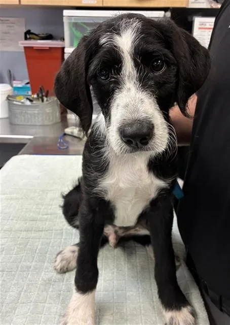 A baby large-sized male Gordon Setter dog named Yeehaw for adoption in Phoenix, AZ