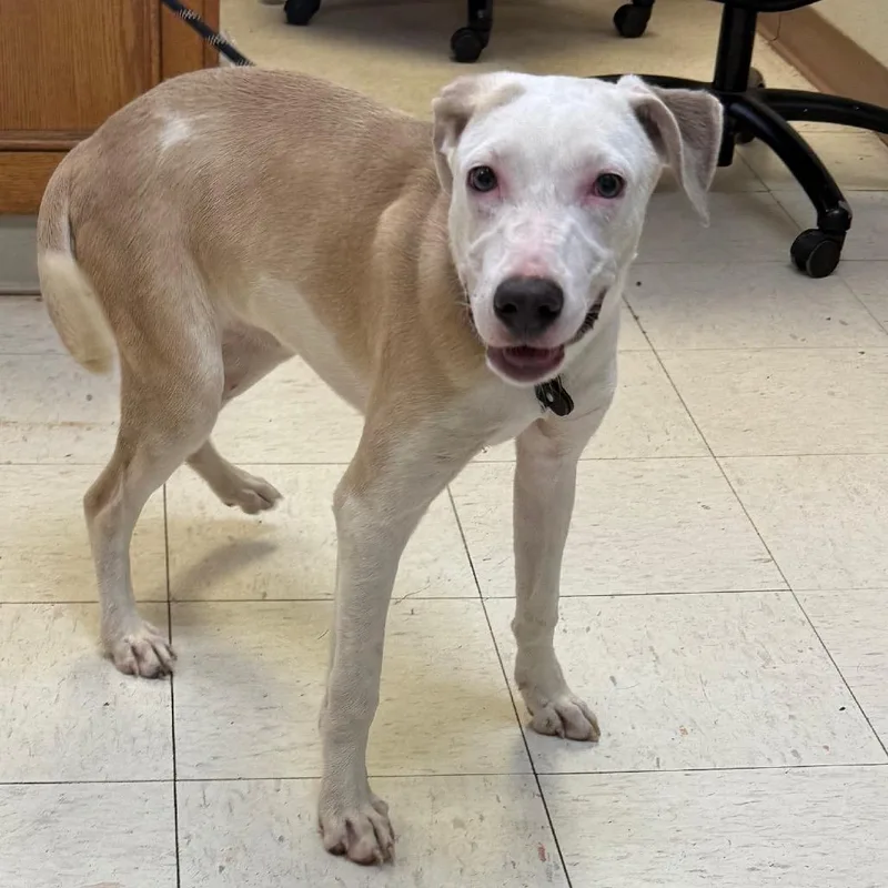 A young medium-sized female Yellow / Tan / Blond / Fawn Greyhound dog named Rica for adoption in Jacksonville, AR