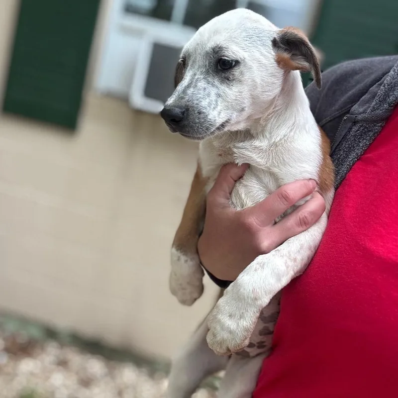 A baby small-sized male Brown / Chocolate Rough Collie dog named Waffles for adoption in New York, NY