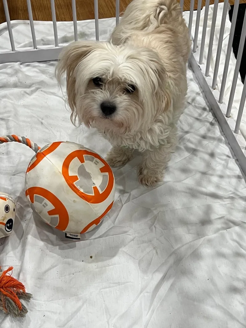 An adult small-sized male Shih Tzu dog named Fluffy for adoption in Margate, FL