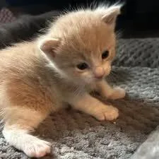 A baby medium-sized male Buff & White Domestic Short Hair cat named Goldman for adoption in Davison, MI