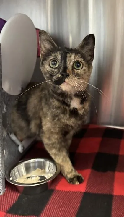 An adult medium-sized female Domestic Short Hair cat named Francine for adoption in Missoula, MT