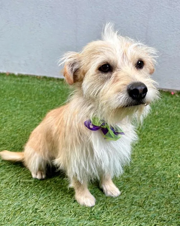 A young small-sized male Terrier dog named Rocket for adoption in Novato, CA