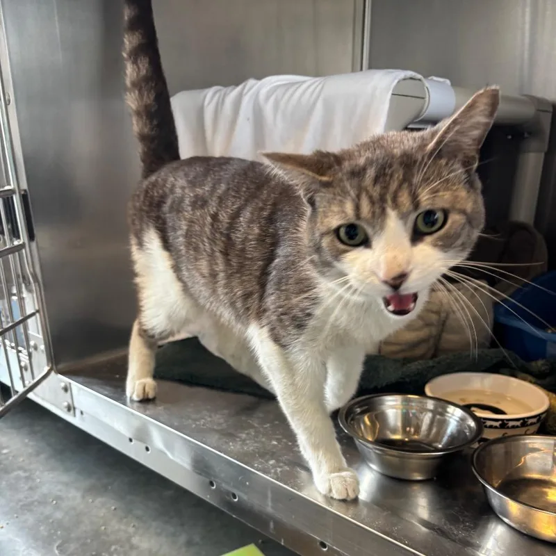 An adult medium-sized male Gray / Blue / Silver Domestic Short Hair cat named Melvin for adoption in Wilmington, DE