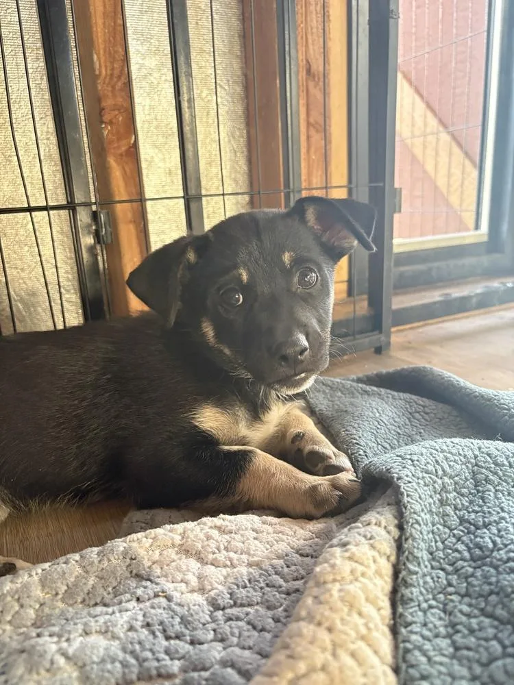 A baby large-sized male German Shepherd Dog dog named Leonard for adoption in Pleasant Hill, CA