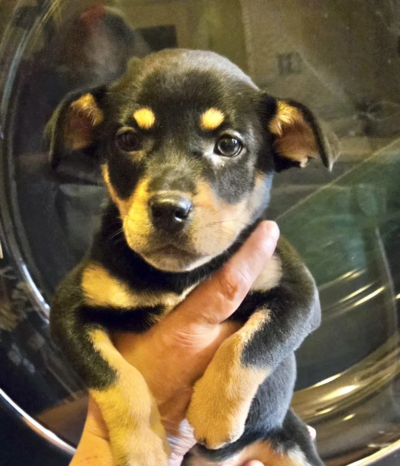 A baby medium-sized female Jack Russell Terrier dog named Wendy for adoption in Manchester, CT