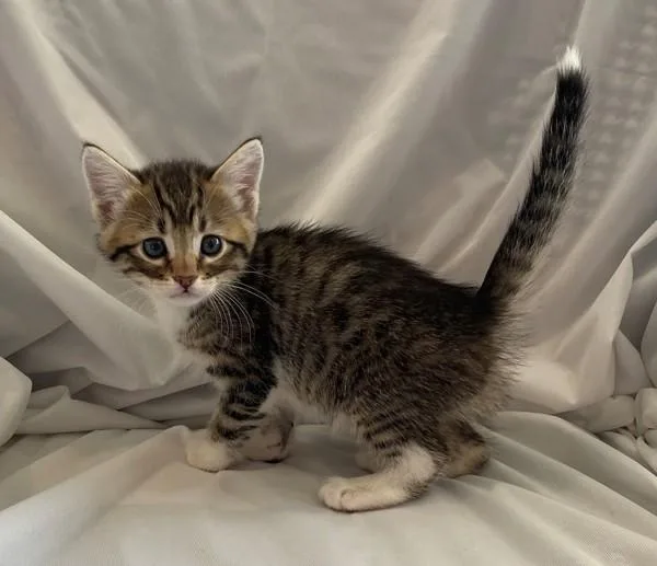 A baby small-sized female Domestic Short Hair cat named Brush for adoption in Salt Lake City, UT
