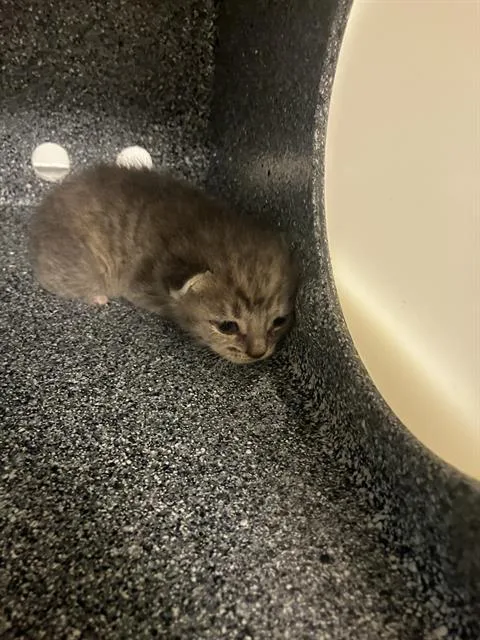 A baby small-sized female Domestic Short Hair cat named Jade for adoption in Dallas, TX