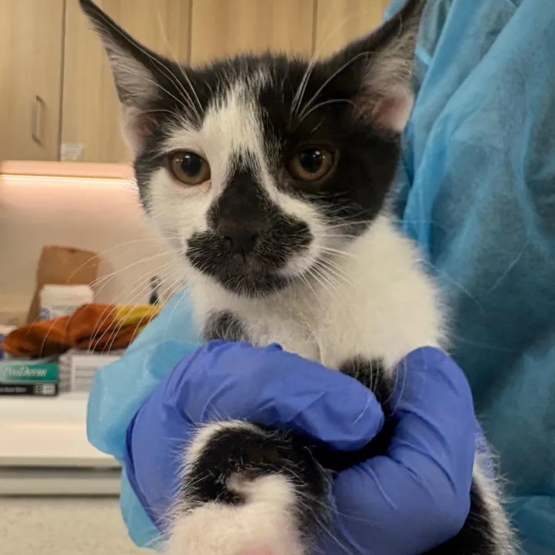 A baby small-sized female White Domestic Short Hair cat named Disco for adoption in New York, NY