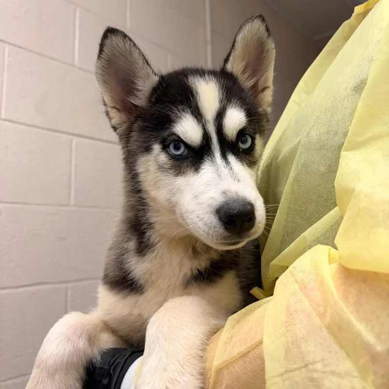 A baby small-sized female Black Husky dog named Bat Girl for adoption in Concord, NC
