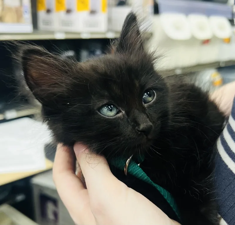 A baby small-sized male Maine Coon cat named Smooch for adoption in Los Angeles, CA