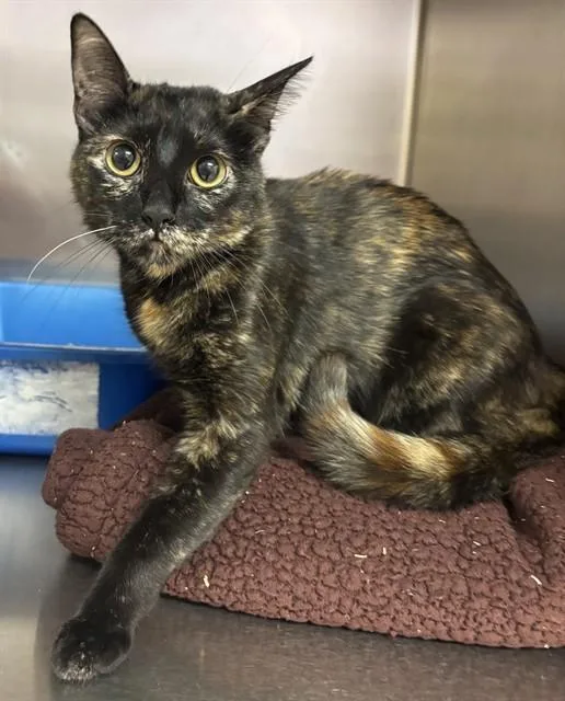 A young small-sized female Domestic Short Hair cat named Joy for adoption in South Lake Tahoe, CA