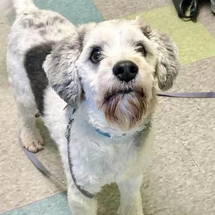An adult small-sized male White / Cream Mixed Breed dog named Chauncey for adoption in Lansing, MI