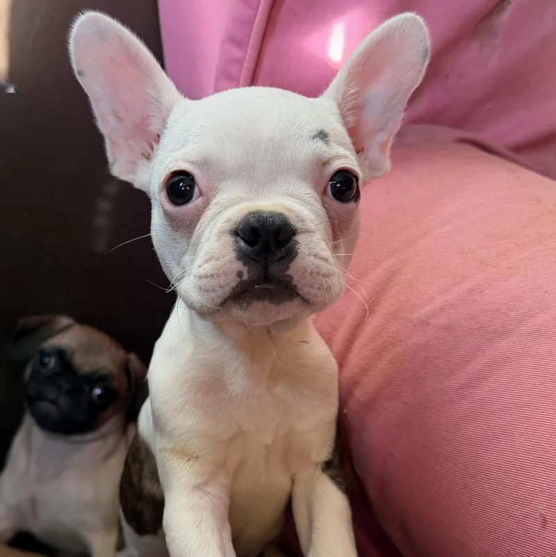 Dolly