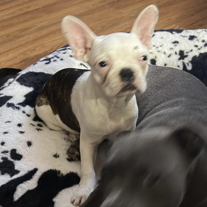 Dolly thumbnail 2