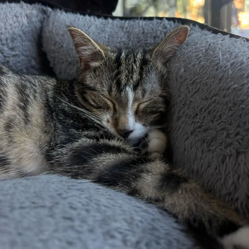 A young medium-sized female Domestic Short Hair cat named Cheerio for adoption in Stokesdale, NC