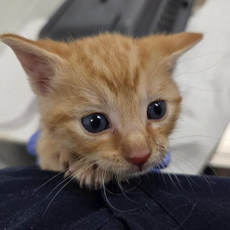 A baby small-sized male Orange / Red Domestic Short Hair cat named Fleetwood for adoption in Chattanooga, TN