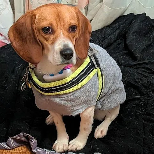 Sanders And Nora thumbnail 2