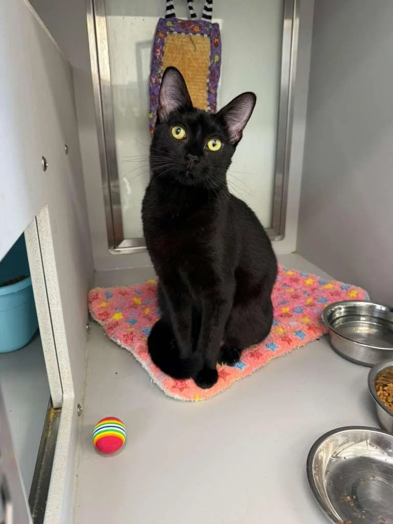 A young medium-sized female Black Domestic Short Hair cat named Godiva for adoption in Miami Beach, FL