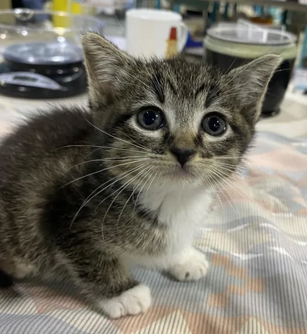 A baby small-sized female Domestic Short Hair cat named SevenEleven for adoption in San Diego, CA