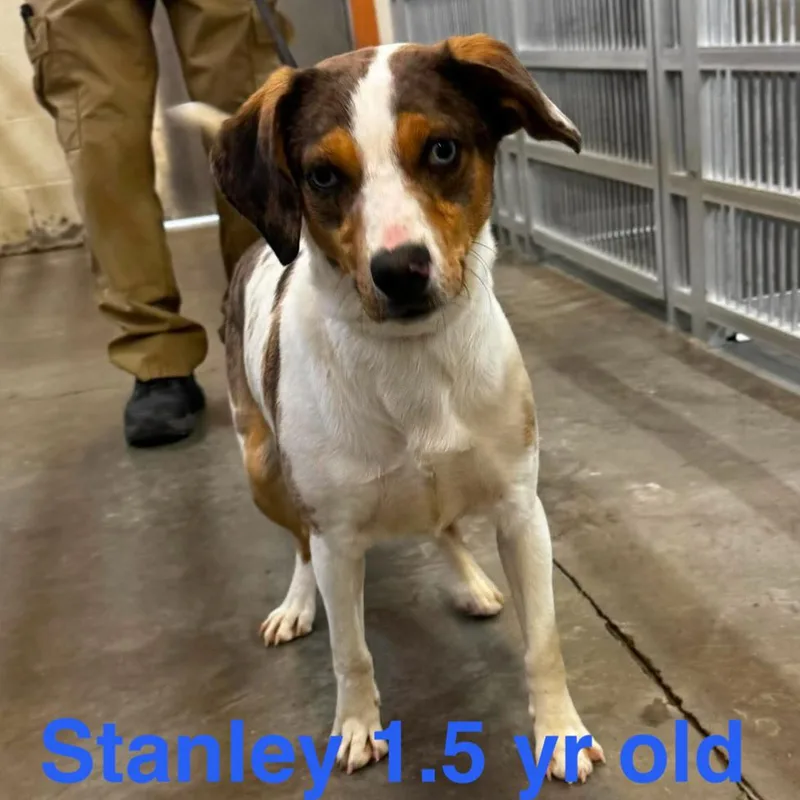 An adult medium-sized male Brown / Chocolate Jack Russell Terrier dog named Stanley for adoption in Rockville, MD