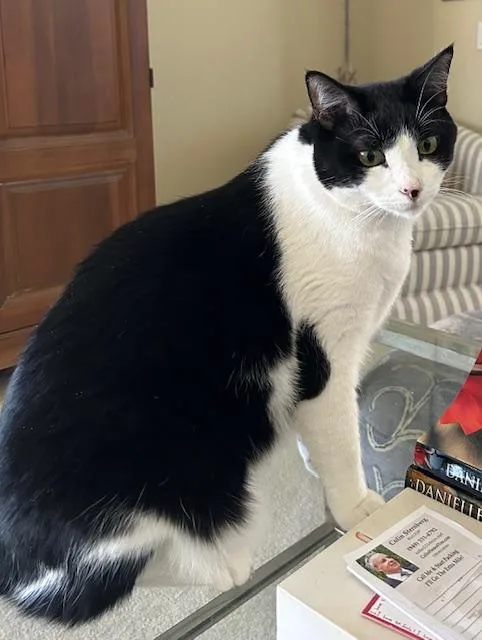 An adult medium-sized male Domestic Short Hair cat named Alex & Jessie for adoption in Orange, CA