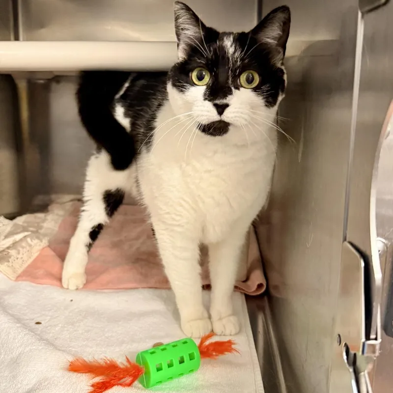An adult medium-sized female White Domestic Medium Hair cat named Rain for adoption in Palm Springs, CA