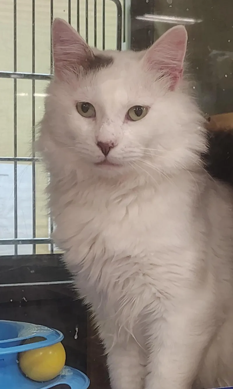 A young medium-sized male White Domestic Medium Hair cat named Mozza for adoption in Waterford, CT