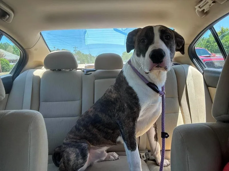 A baby large-sized male Mixed Breed dog named Reggie for adoption in Statesville, NC