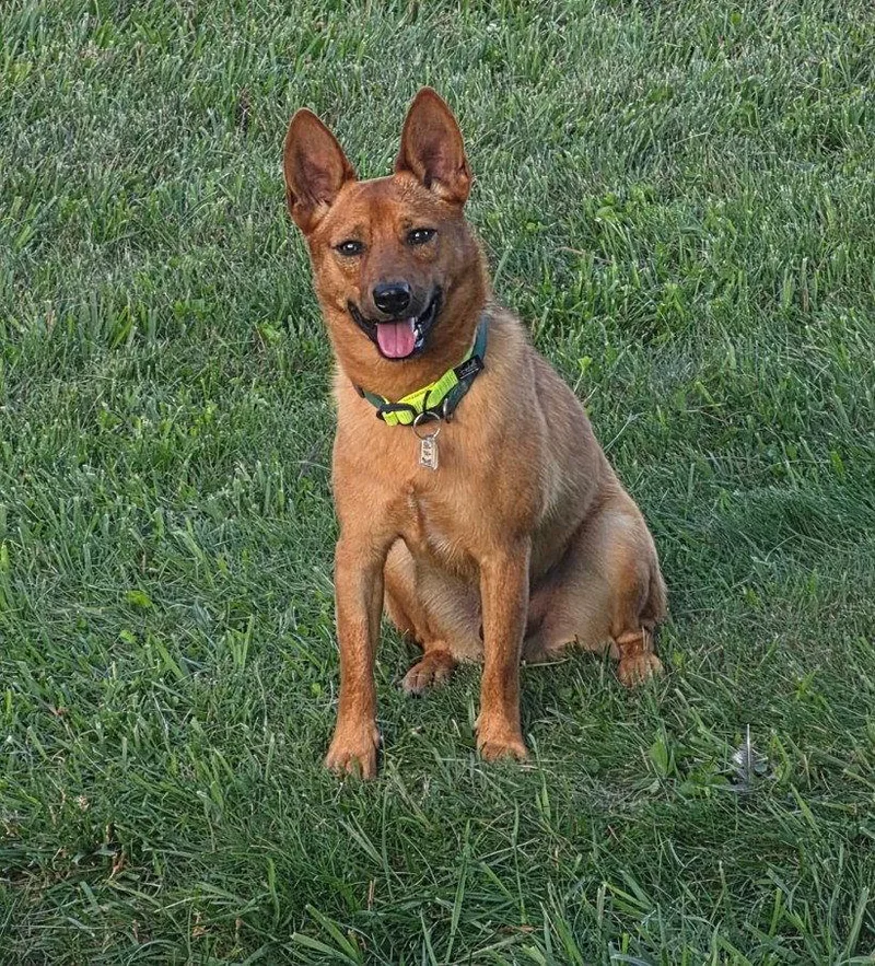 An adult medium-sized female Corgi dog named Binks for adoption in Ringwood, NJ