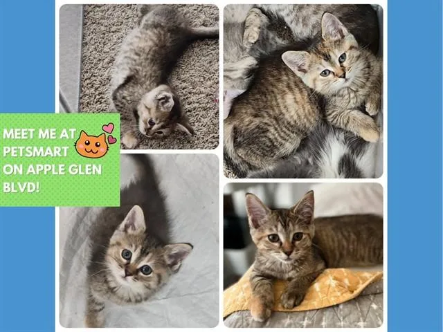 A baby small-sized female Domestic Short Hair cat named Cinnamon for adoption in Fort Wayne, IN