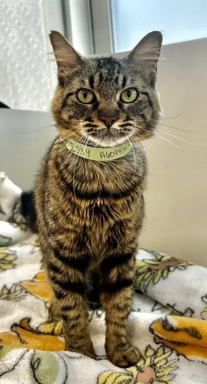 An adult small-sized female Domestic Short Hair cat named Sissy for adoption in West Chester, PA