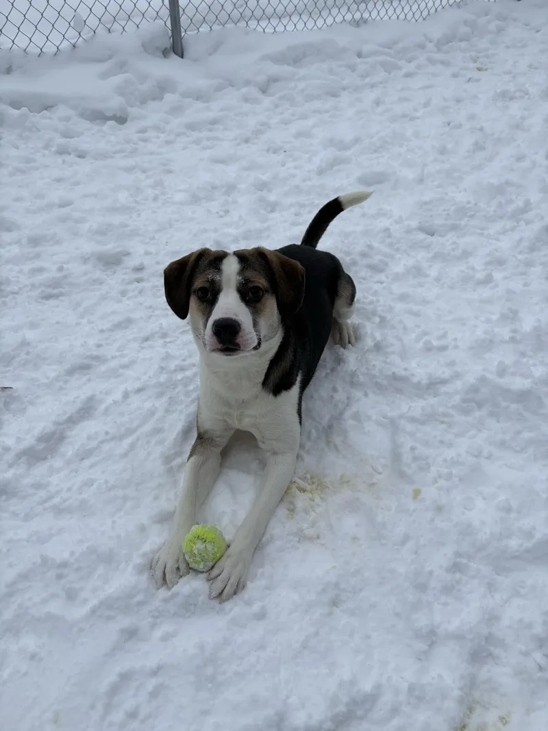 Roscoe thumbnail 2