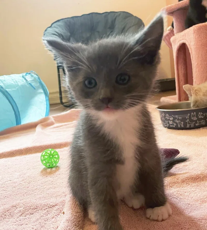 A baby medium-sized male Gray / Blue / Silver Domestic Short Hair cat named Jina for adoption in Plover, WI