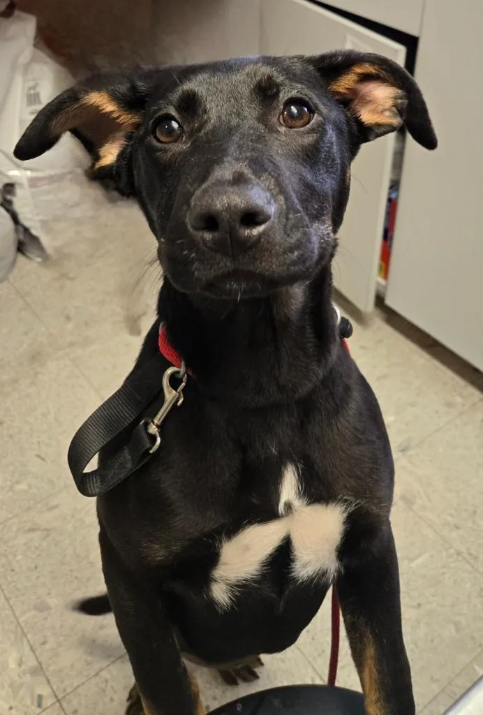 A baby medium-sized female Shepherd dog named Juniper for adoption in Sandusky, OH