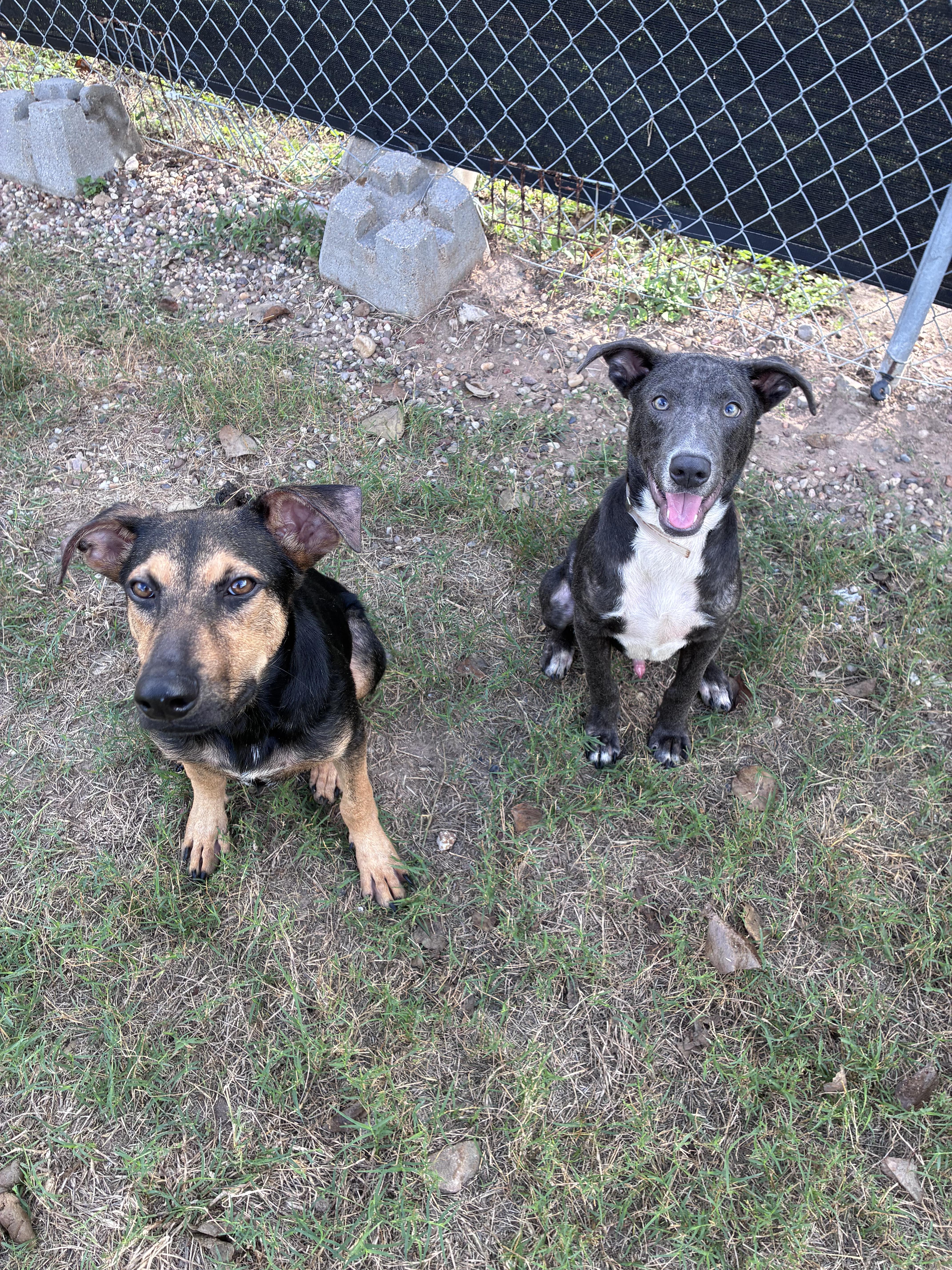 A young medium-sized male American Staffordshire Terrier dog named Hall for adoption in Houston, TX