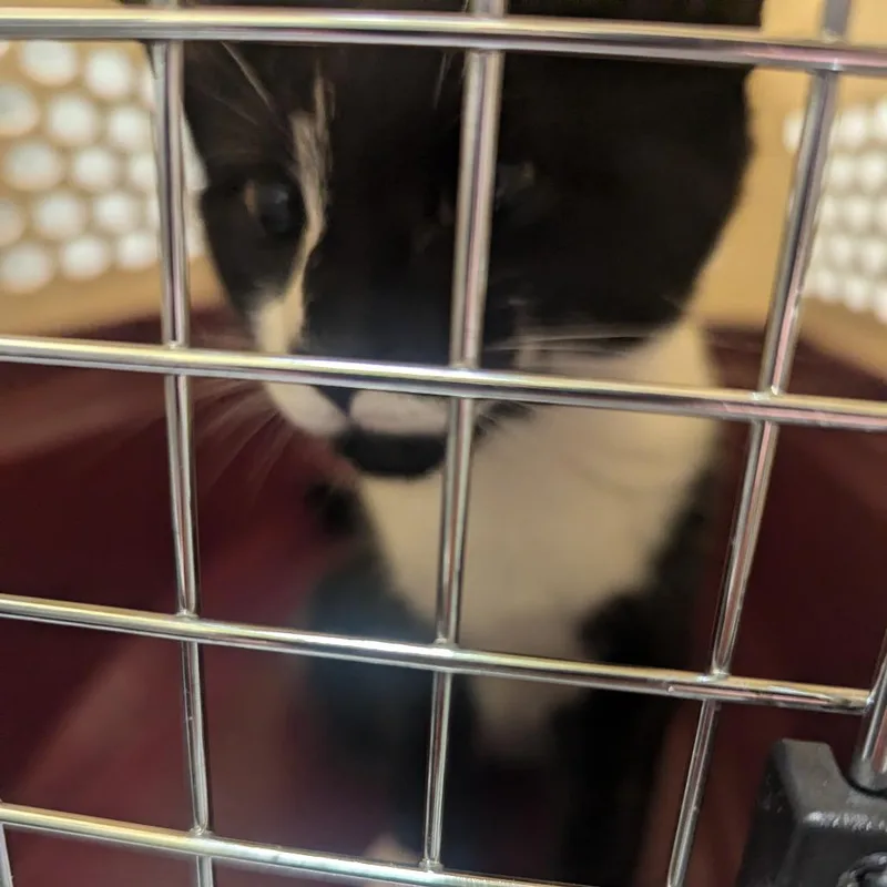 A baby small-sized female Black Domestic Short Hair cat named Delight for adoption in Charlottesville, VA